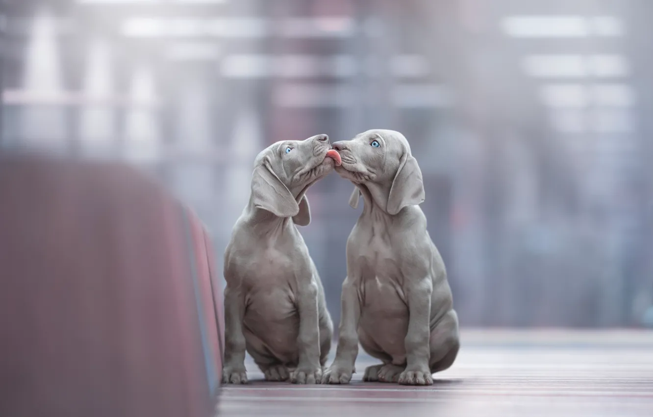 Фото обои Щенки, Язык, Двое, Puppies, Домашние животные, Pets, Щенки веймаранера, Weimaraner puppies