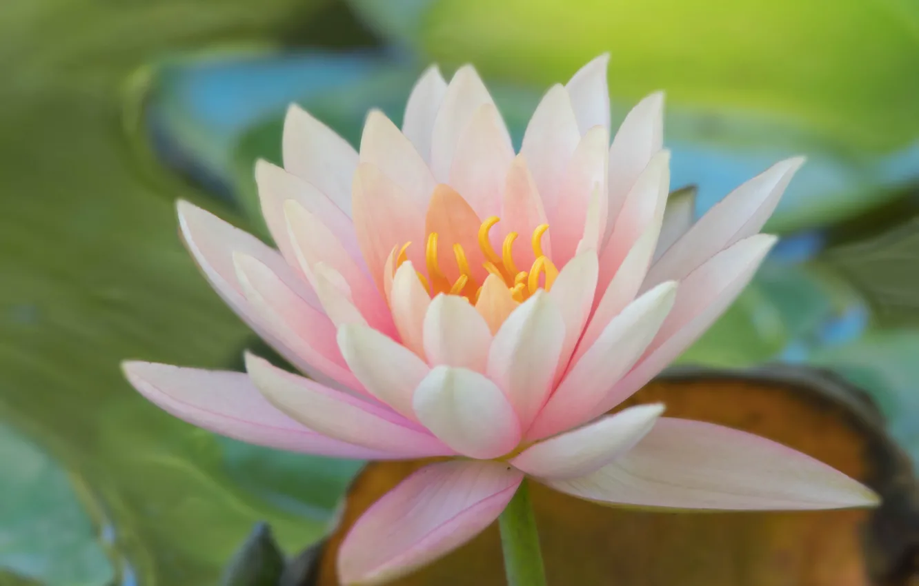 Фото обои нежность, розовые, нимфея