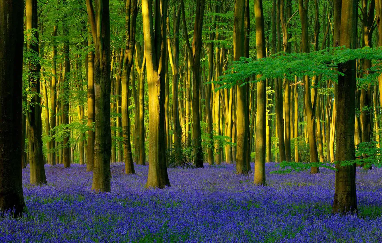 Фото обои лес, деревья, цветы, Англия, весна, колокольчик, Хэмпшир, гиацинтоидес неописанный