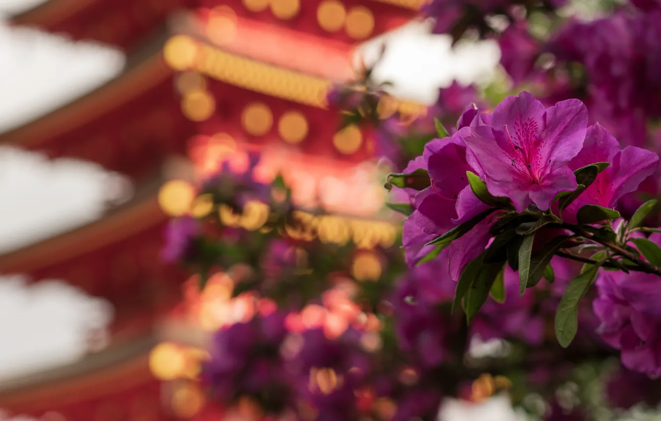 Фото обои цветы, Азия, пагода, розовые, боке, азалия, рододендроны