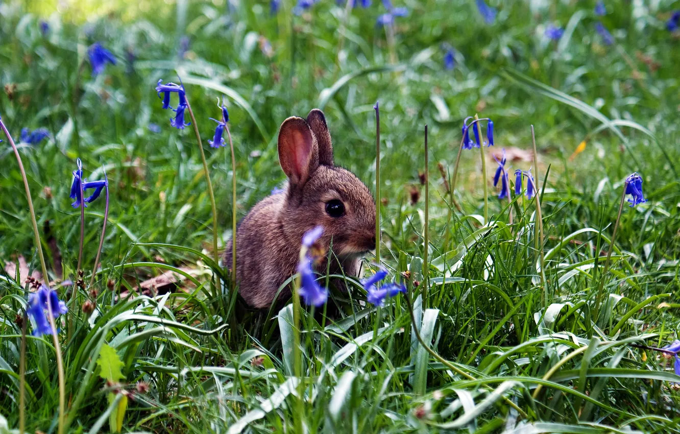 Фото обои трава, цветы, кролик