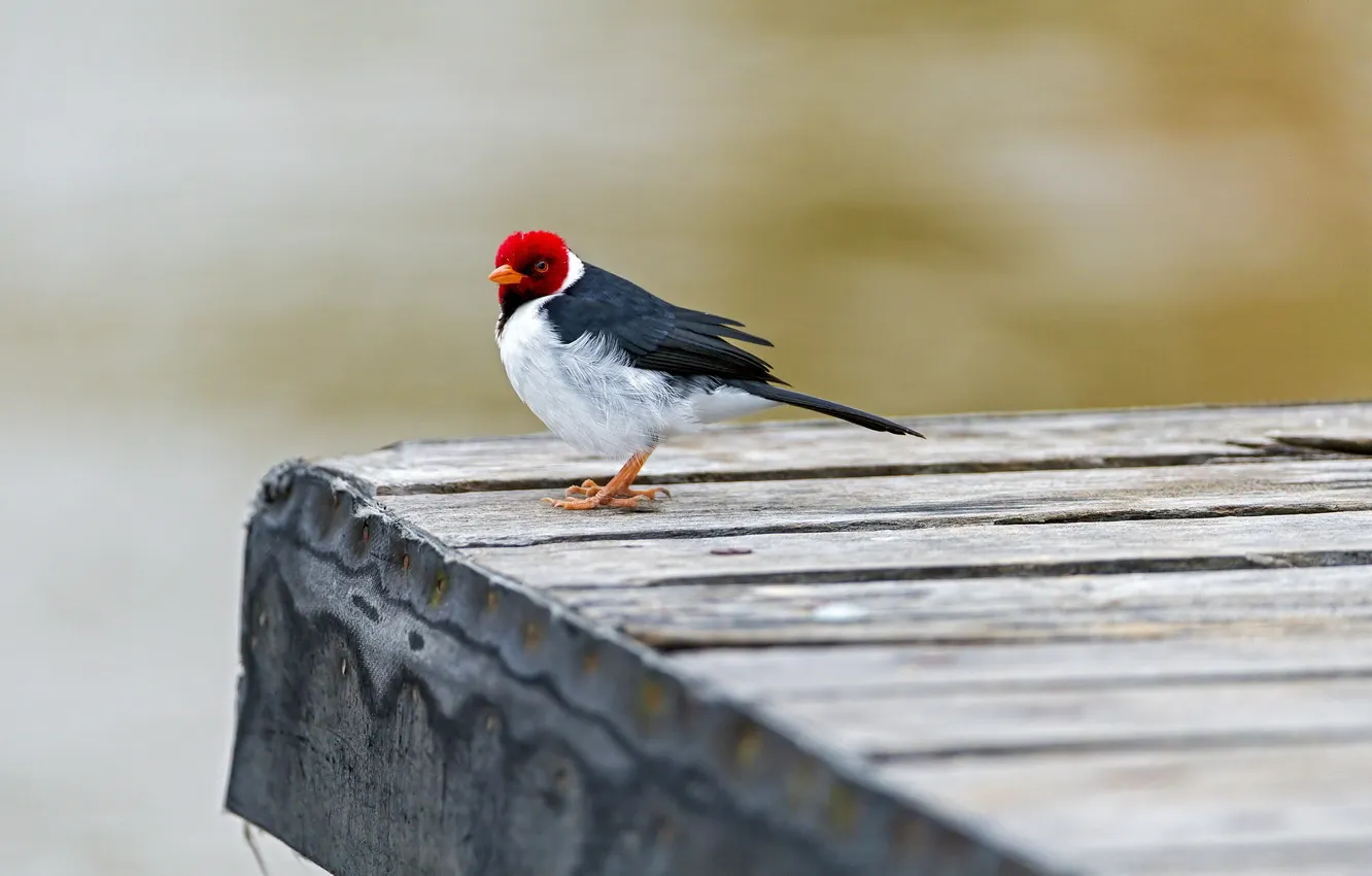 Фото обои мост, птица, Red capped cardinal