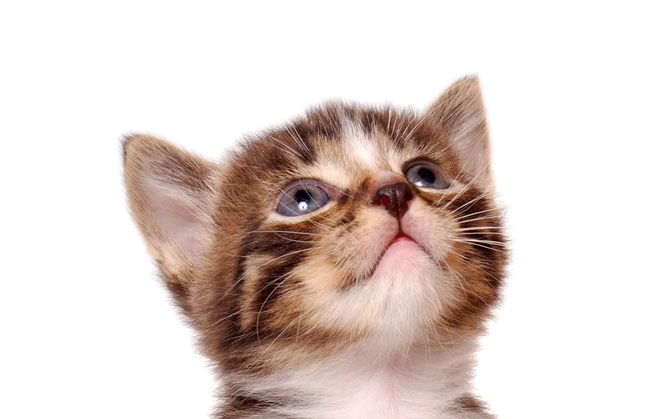 Фото обои кошка, кот, котенок, белый фон, полосатый, cat