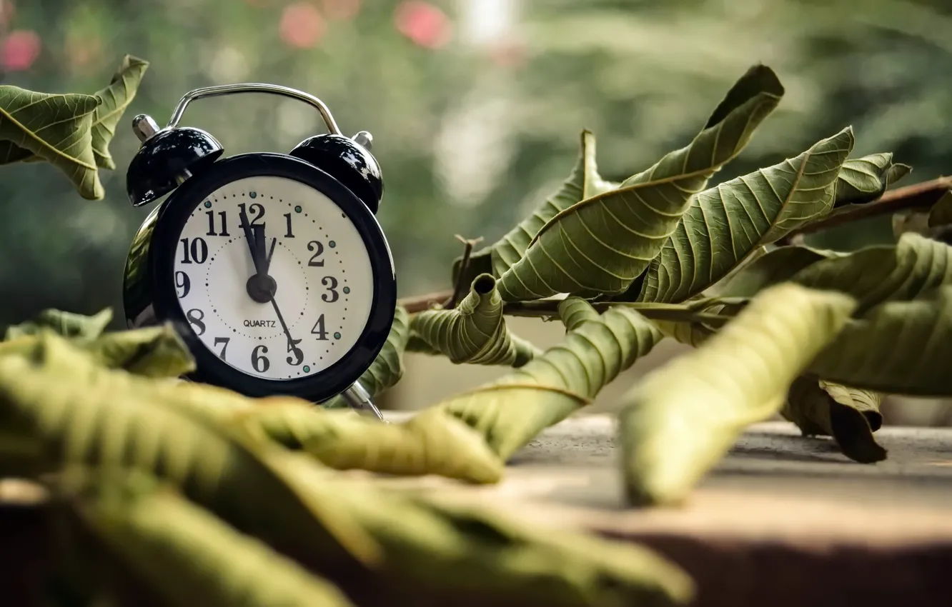 Фото обои листья, время, часы, будильник