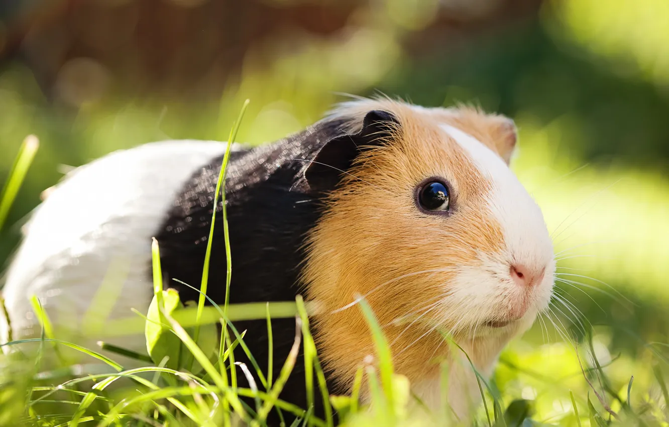 Фото обои grass, sunlight, pet, sit, nose, rodent, furry, small