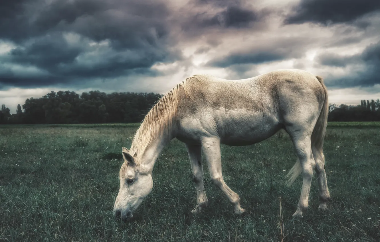 Фото обои природа, конь, лошадь, белая
