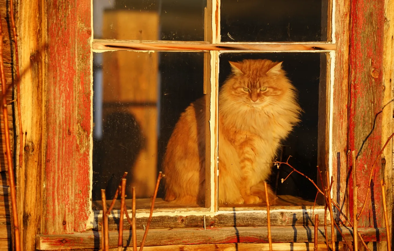 Фото обои кошка, деревня, окно, пушистая