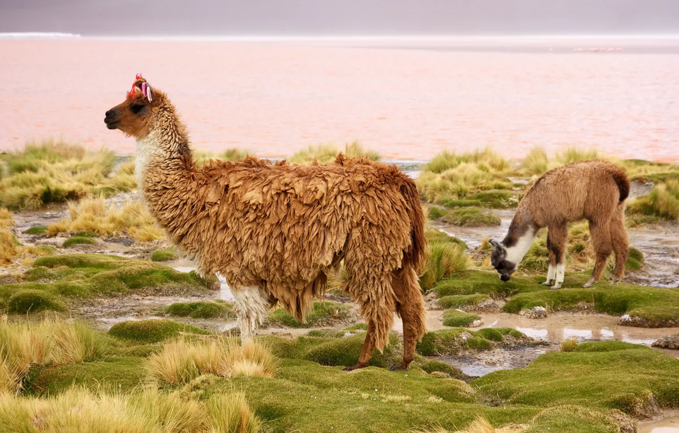Фото обои верблюд, Чили, лама, млекопитающее