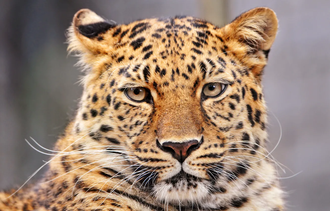 Фото обои Леопард, пантера, барс, большая кошка, Panthera pardus