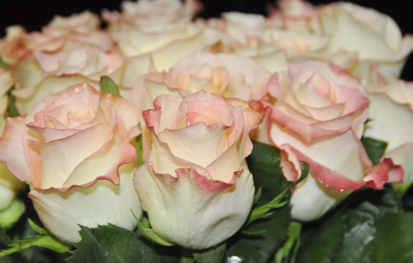 Фото обои розовые розы, букет роз, нежные цветы