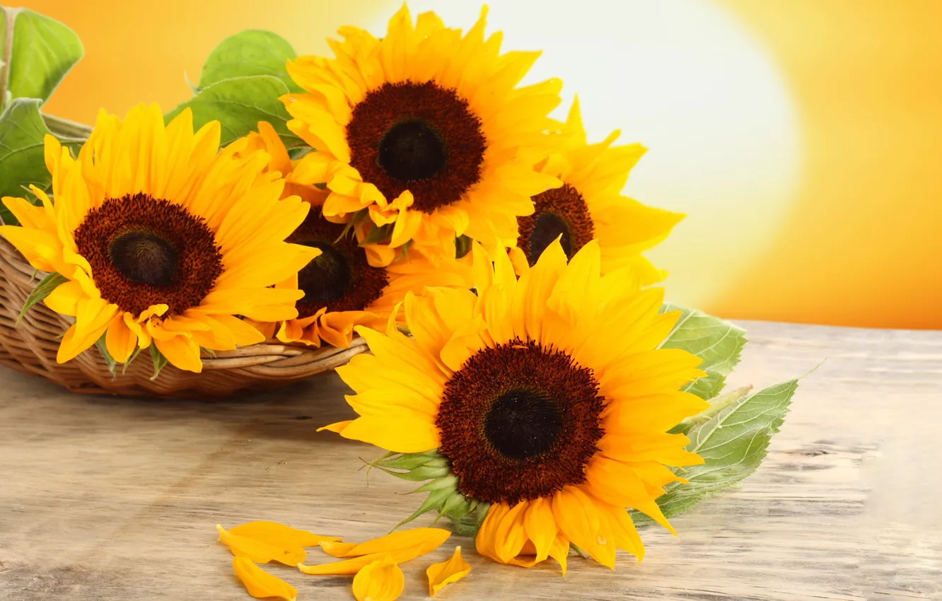 Фото обои подсолнухи, цветы, стол, корзина, желтые, лепестки