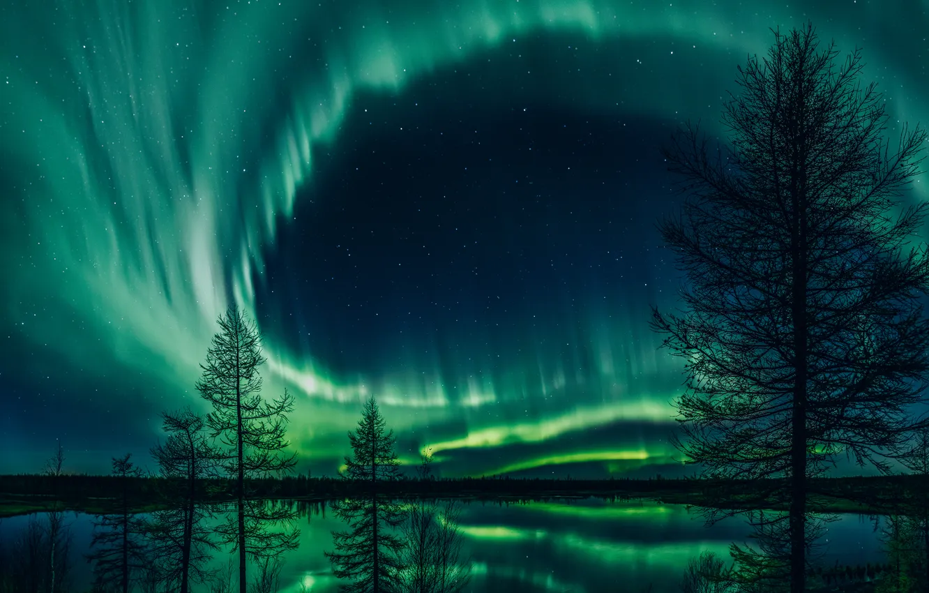 Фото обои colors, trees, night, polar halo