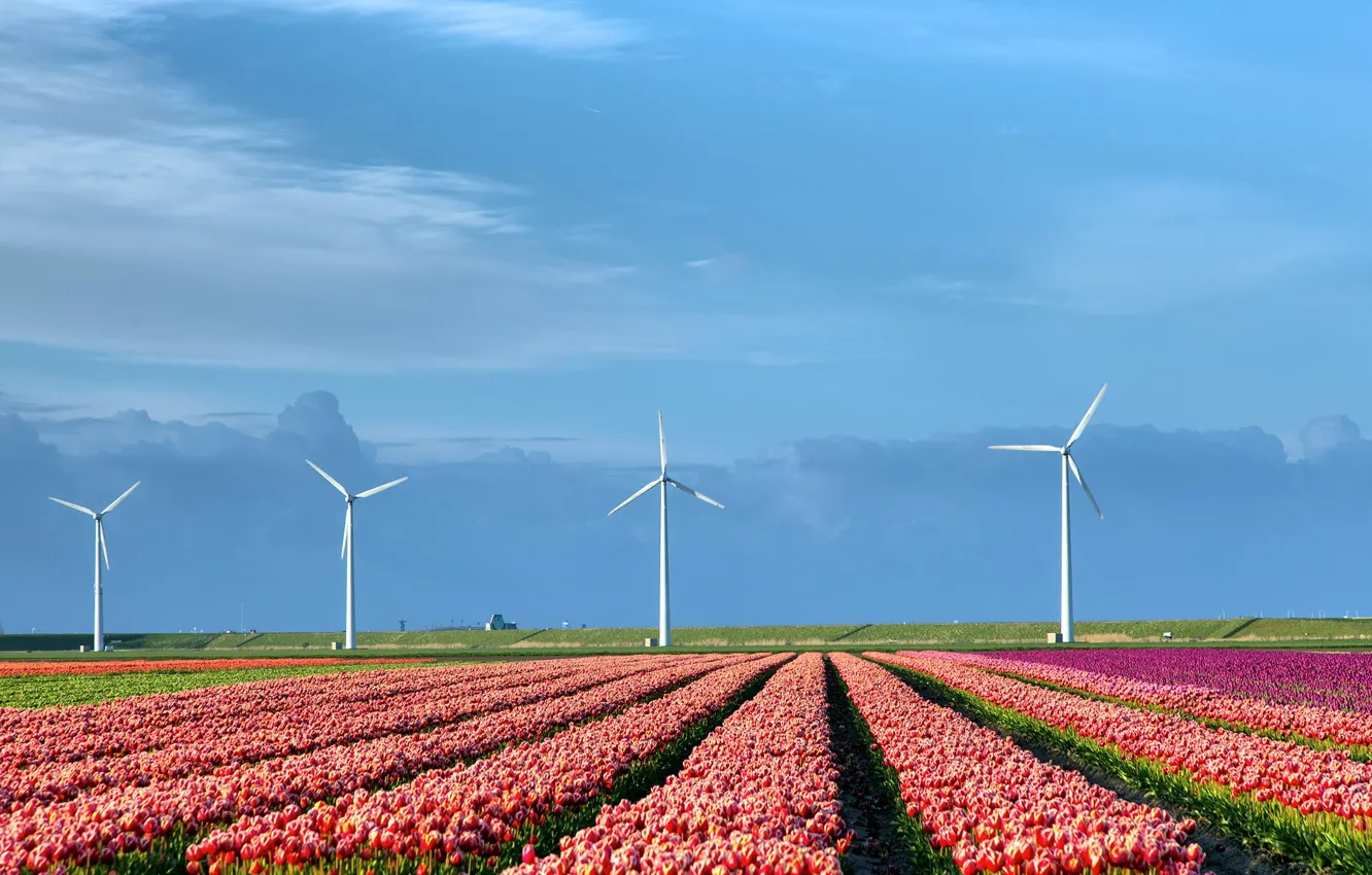 Фото обои поле, природа, тюльпаны, ветряки