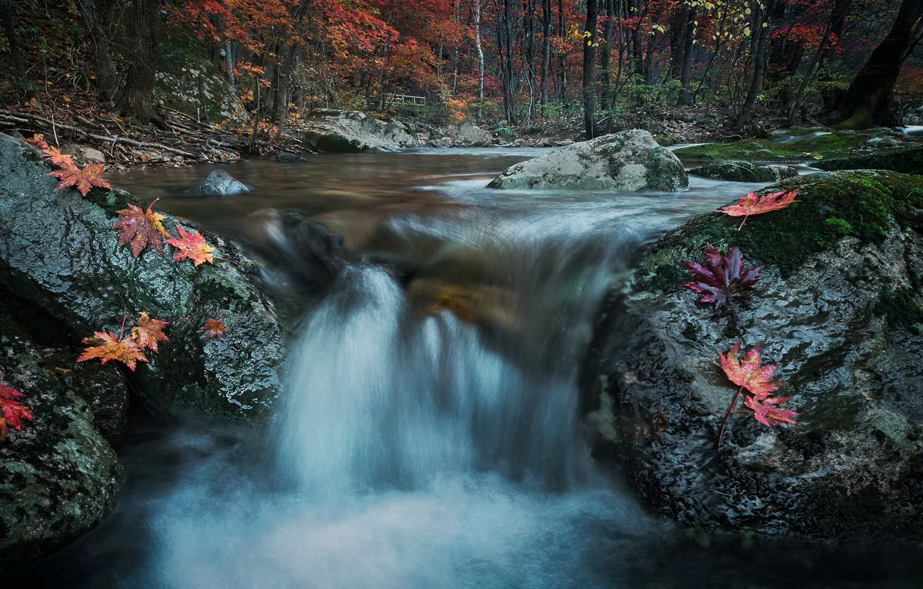 Фото обои осень, лес, деревья, камни, скалы, берег, водопад, поток