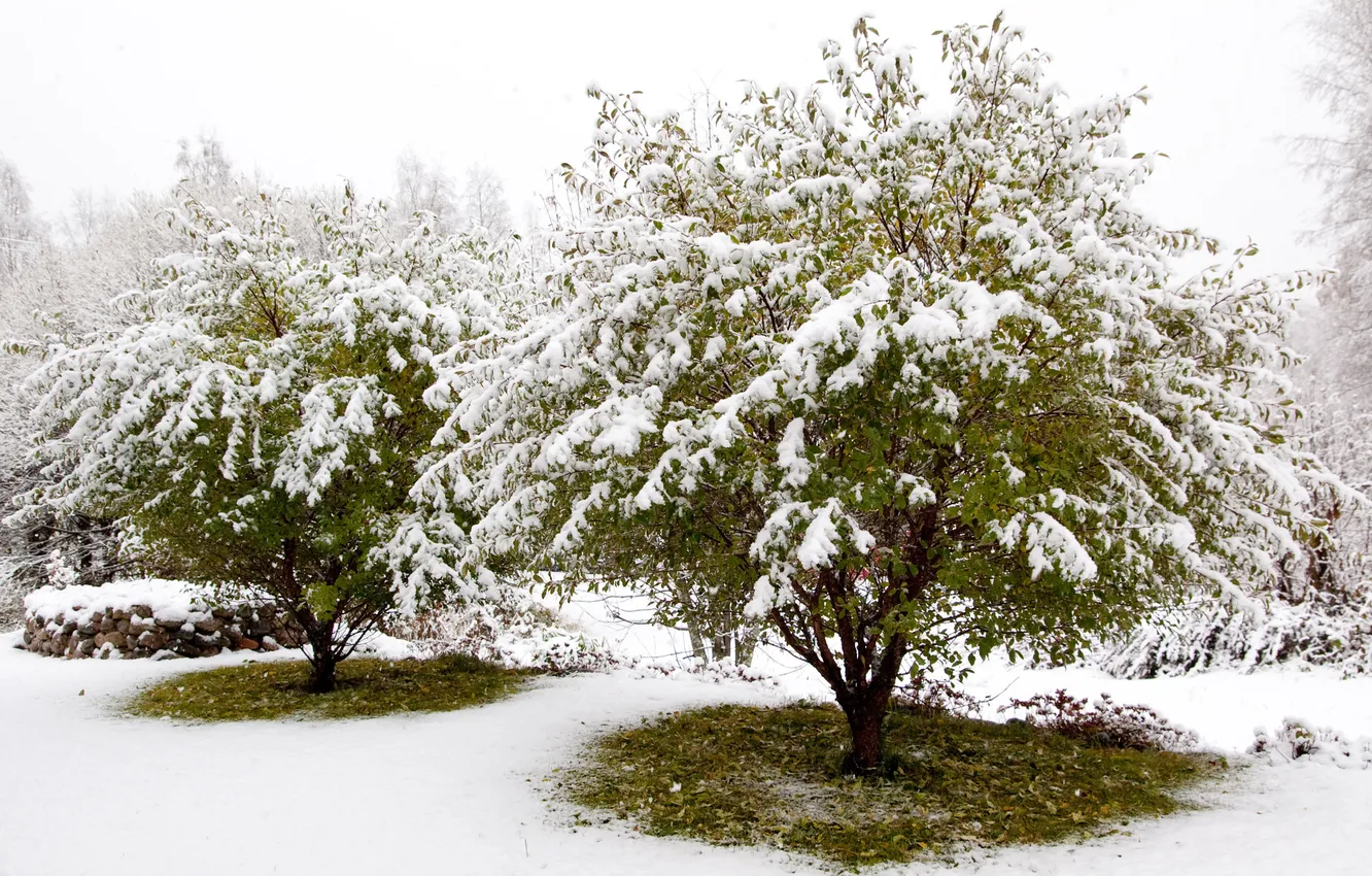 Фото обои зима, лес, снег, деревья, белоснежно, СКАЗАЧНО