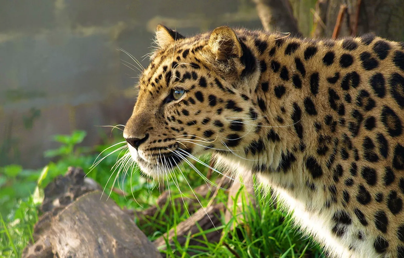 Фото обои трава, морда, леопард, профиль, leopard, дальневосточный, крадётся, panthera pardus