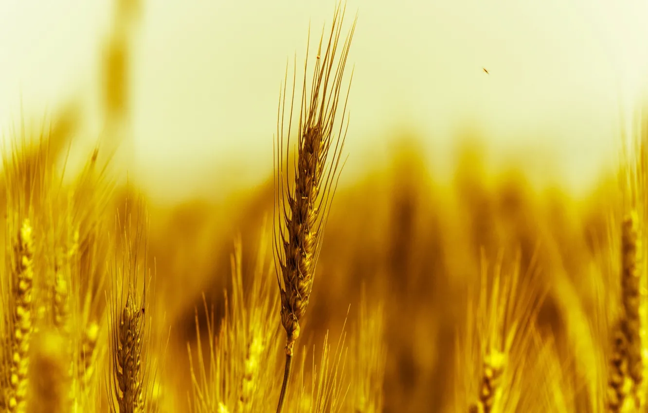 Фото обои пшеница, поле, макро, желтый, природа, фон, widescreen, обои