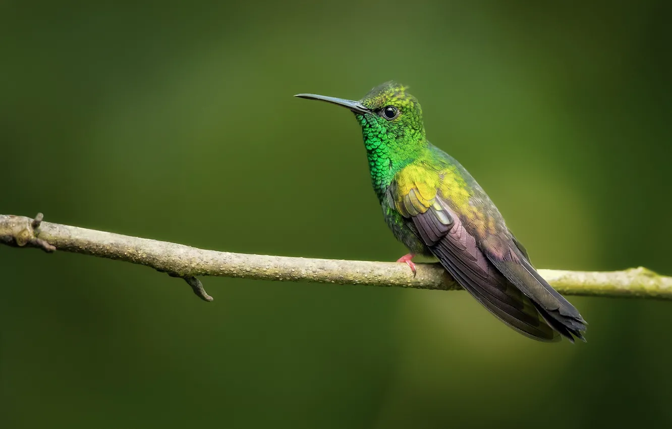 Фото обои фон, птица, ветка, колибри, Коста Рика, Бронзовохвостая халибура