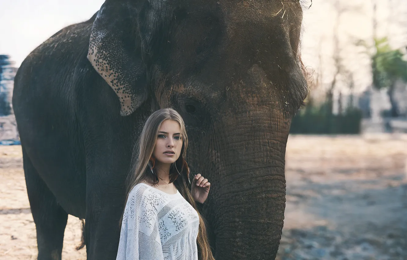 Фото обои взгляд, девушка, слон