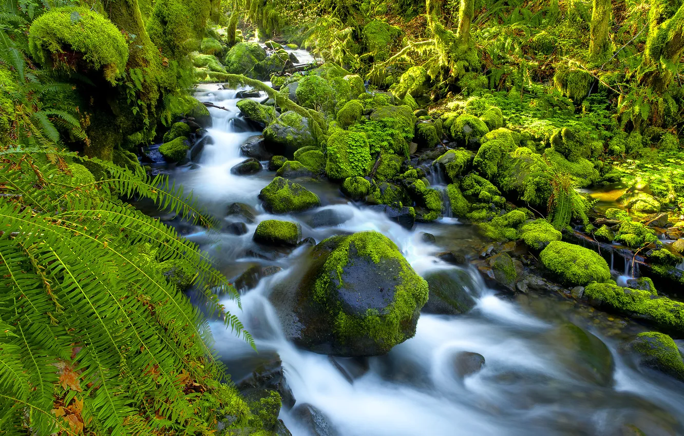 Фото обои лес, река, камни, мох, папоротник