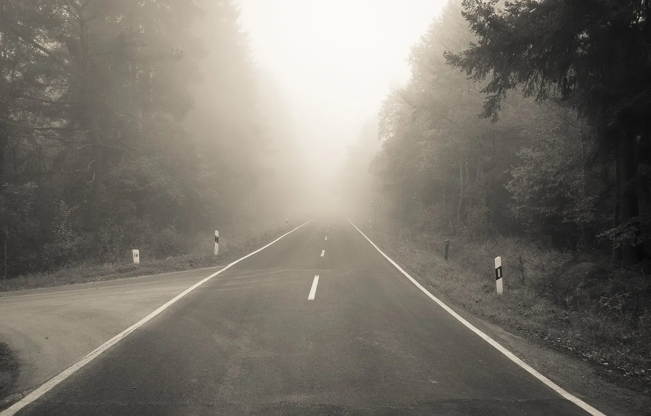 Фото обои дорога, лес, туман, разметка, поворот