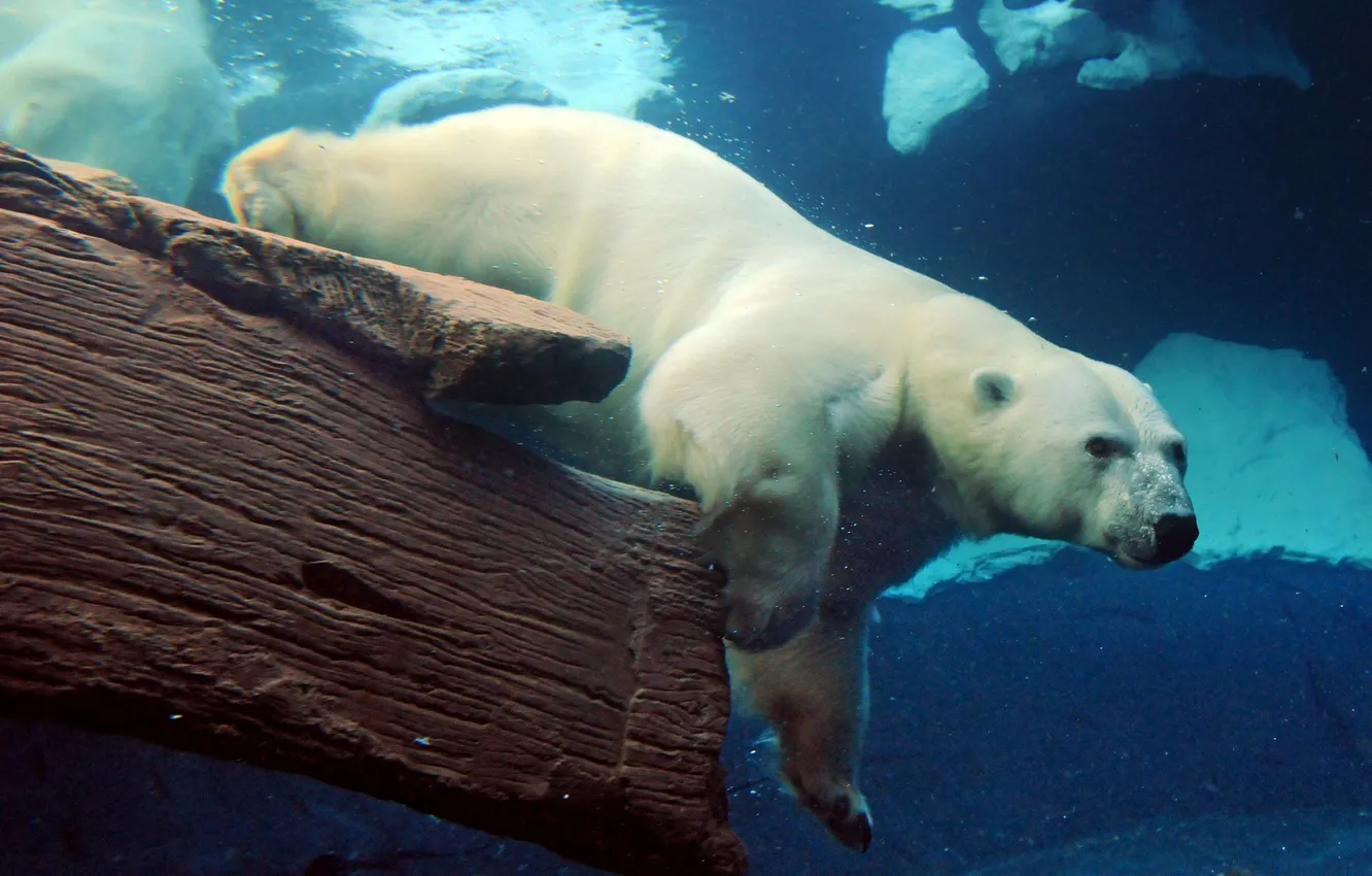 Фото обои море, медведь под водой, медведь, белый медведь