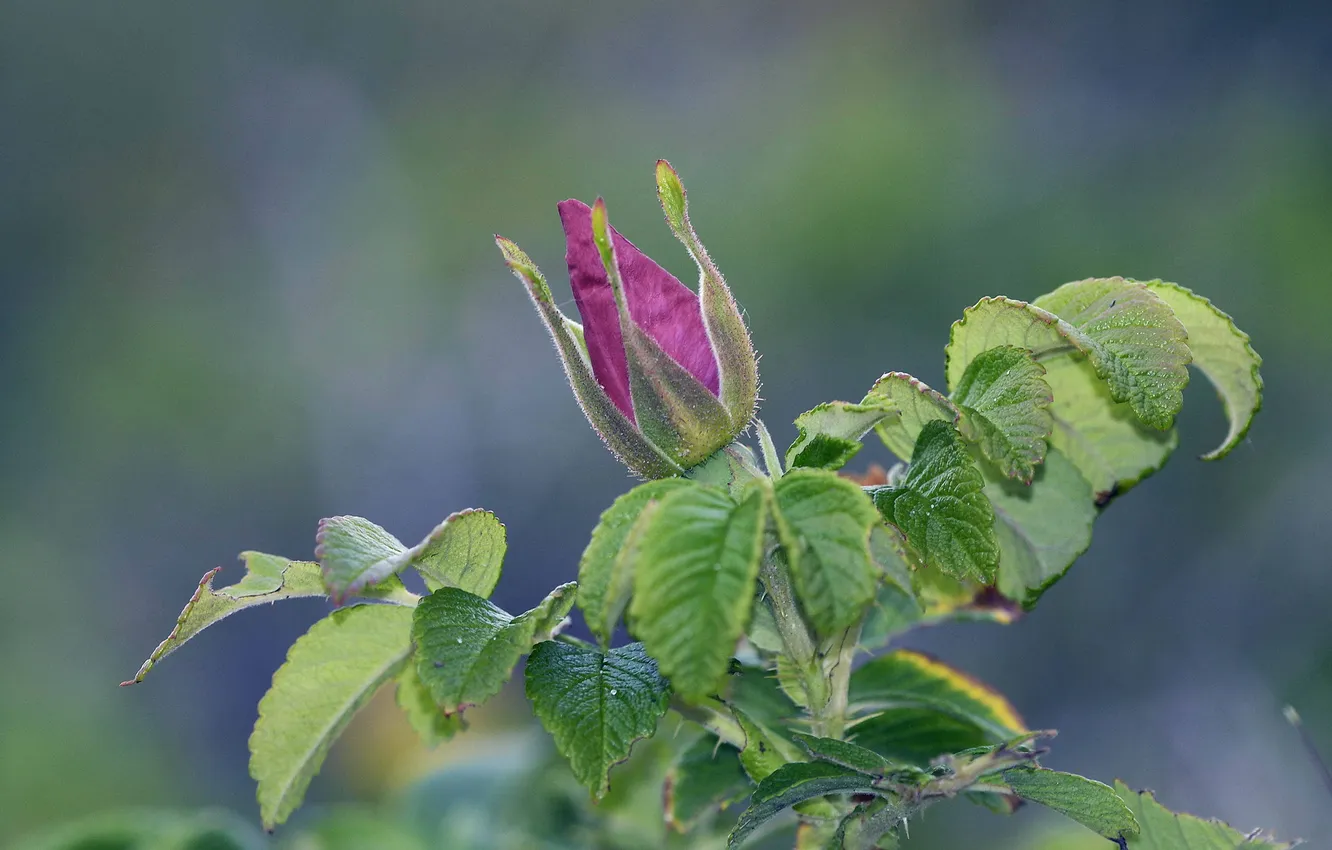 Фото обои листья, розовый, роза, бутон