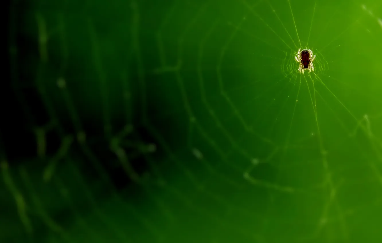 Фото обои паутина, паук, микро, супер макро