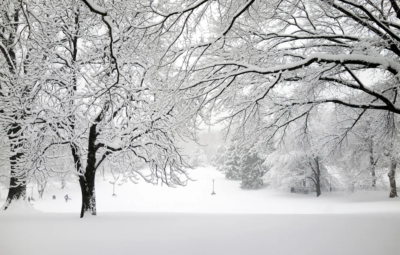 Фото обои зима, снег, деревья, ветки, природа, парк
