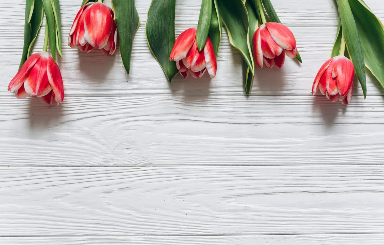 Фото обои цветы, тюльпаны, красные, red, fresh, wood, flowers, beautiful