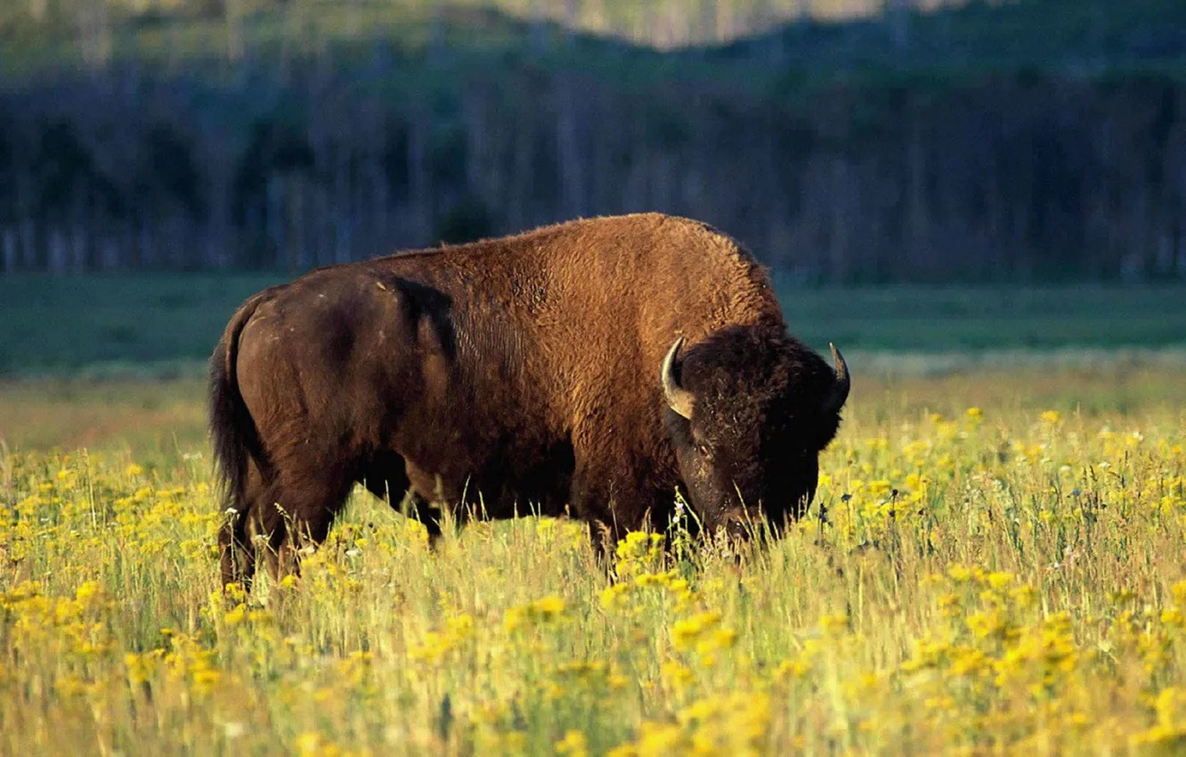 Фото обои power, animal, wildlife, strong, Bison, north america