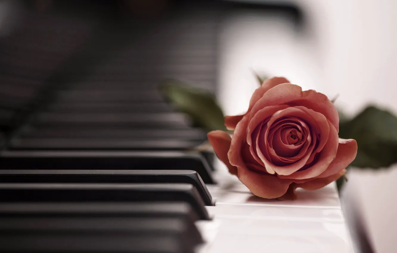 Фото обои музыка, роза, пианино