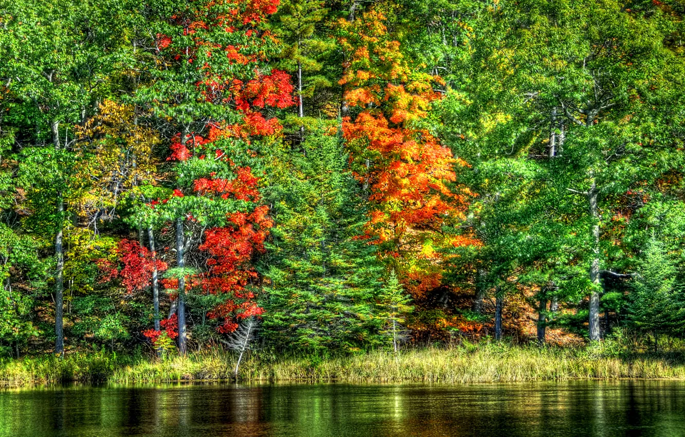 Фото обои осень, лес, вода, деревья, пейзаж, природа, озеро