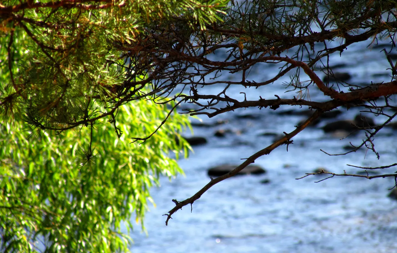 Фото обои ветки, река, Сосна, ива