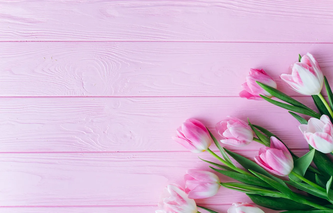 Фото обои цветы, розовый, Тюльпаны, деревянный фон