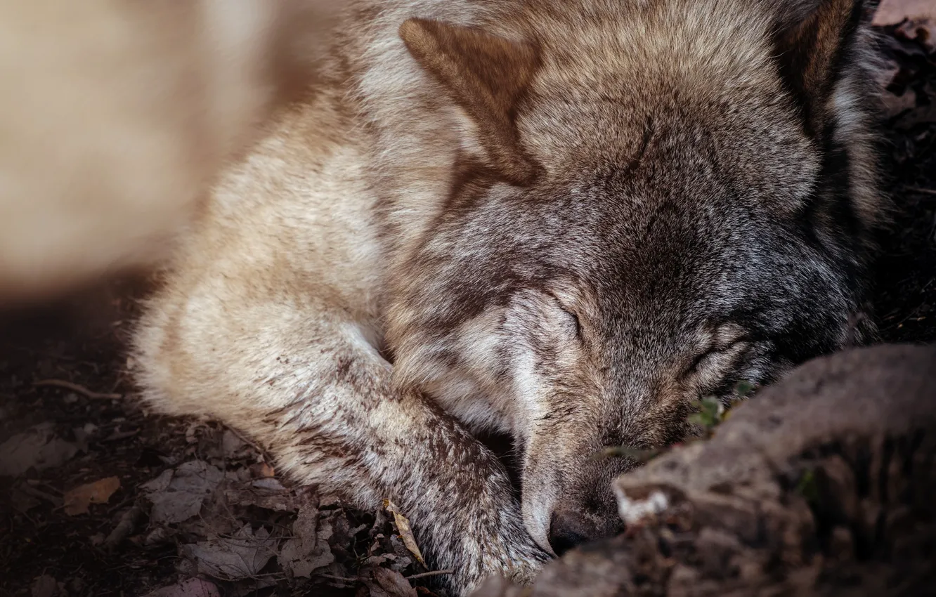 Фото обои серый, волк, шерсть, спит