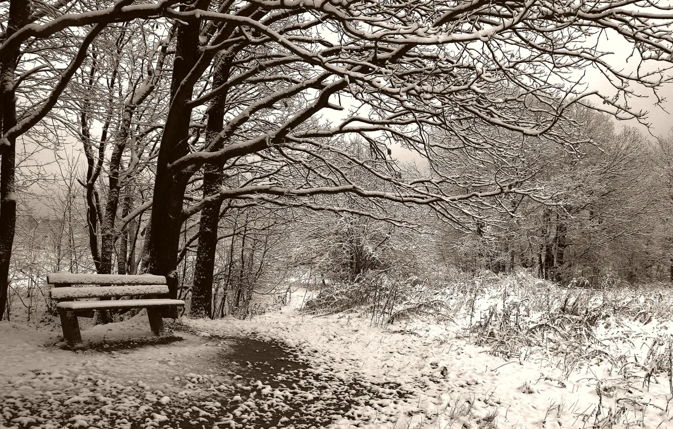 Фото обои скамейка, Зима, сепия
