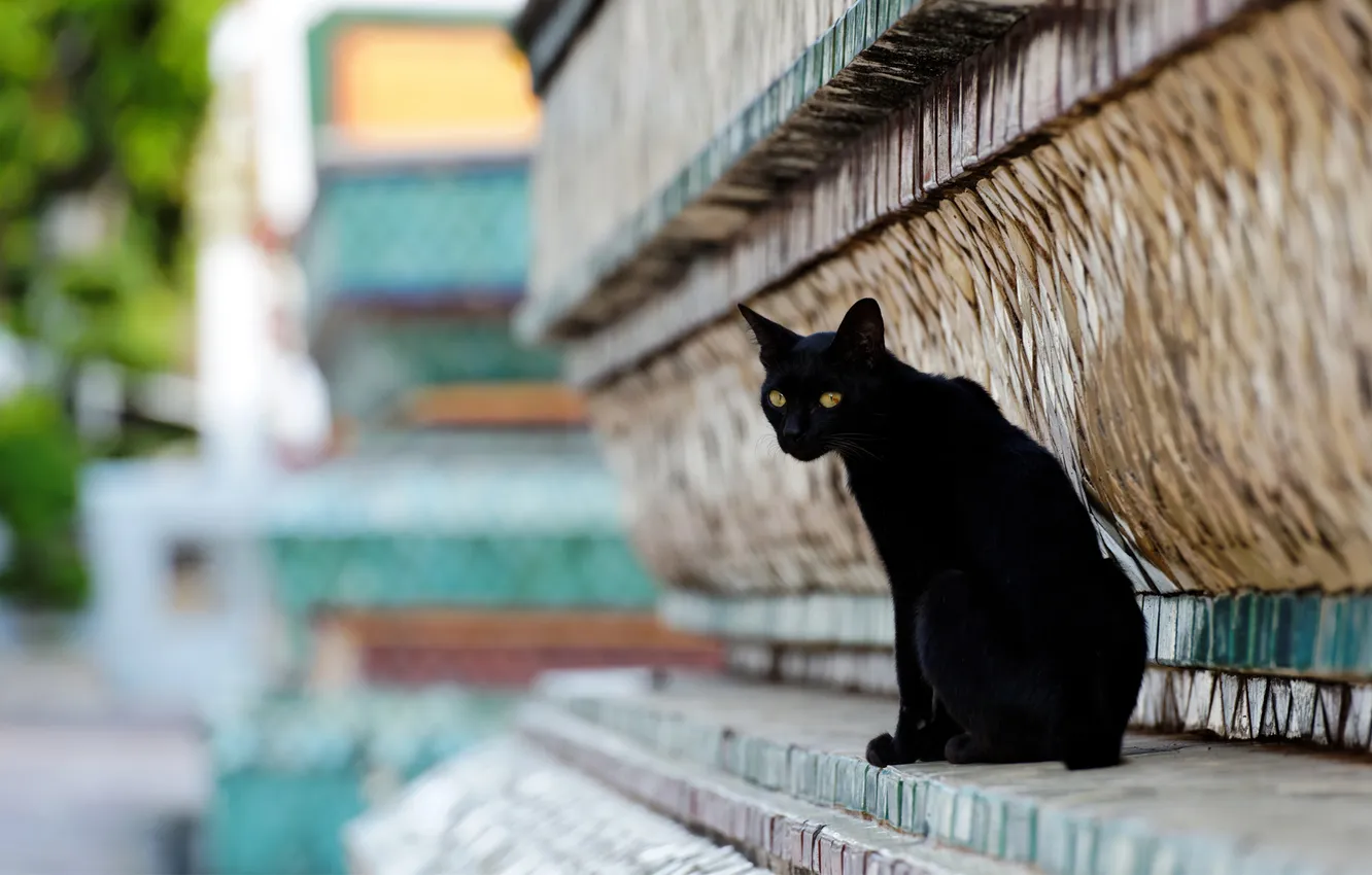 Фото обои кот, город, улица, черный, здание, рельеф