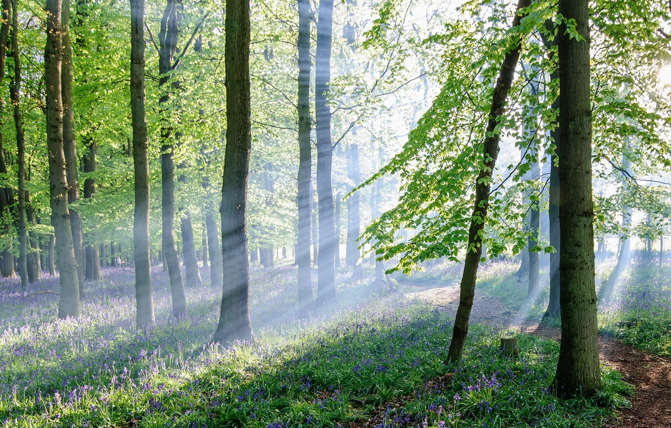 Фото обои лес, свет, деревья, пейзаж