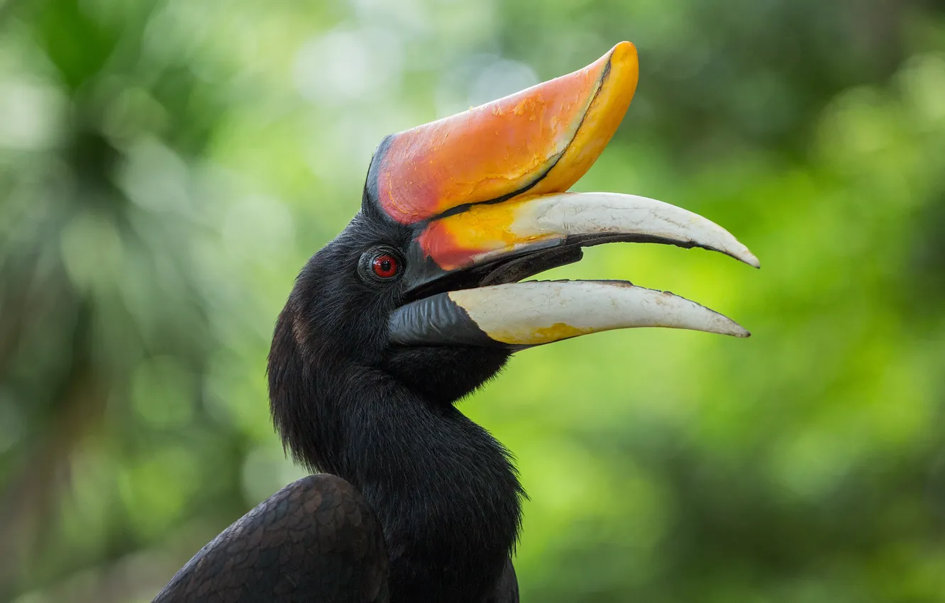 Фото обои feathers, animal, plumifero, Exotic bird