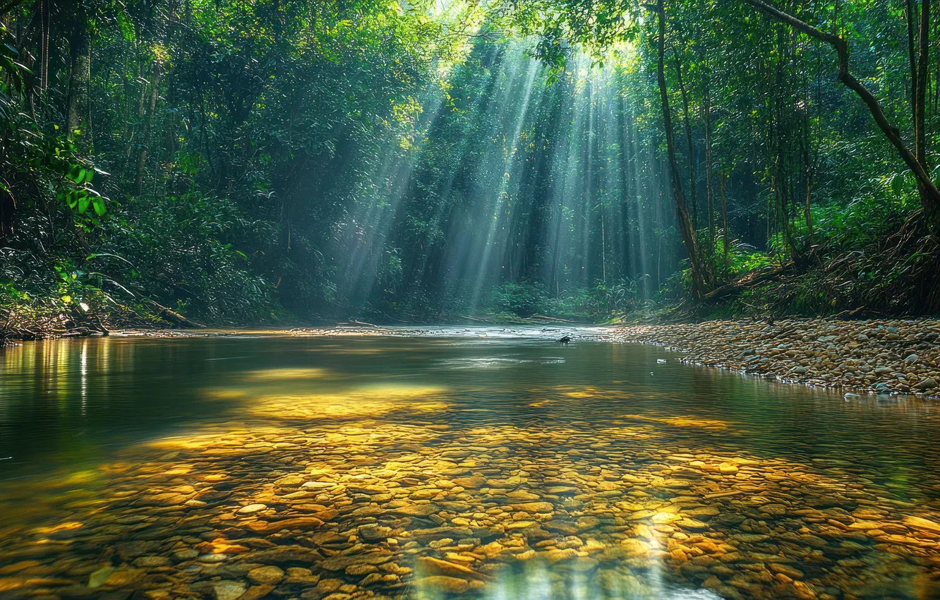 Фото обои зелень, лес, лето, солнце, лучи, свет, деревья, ветки