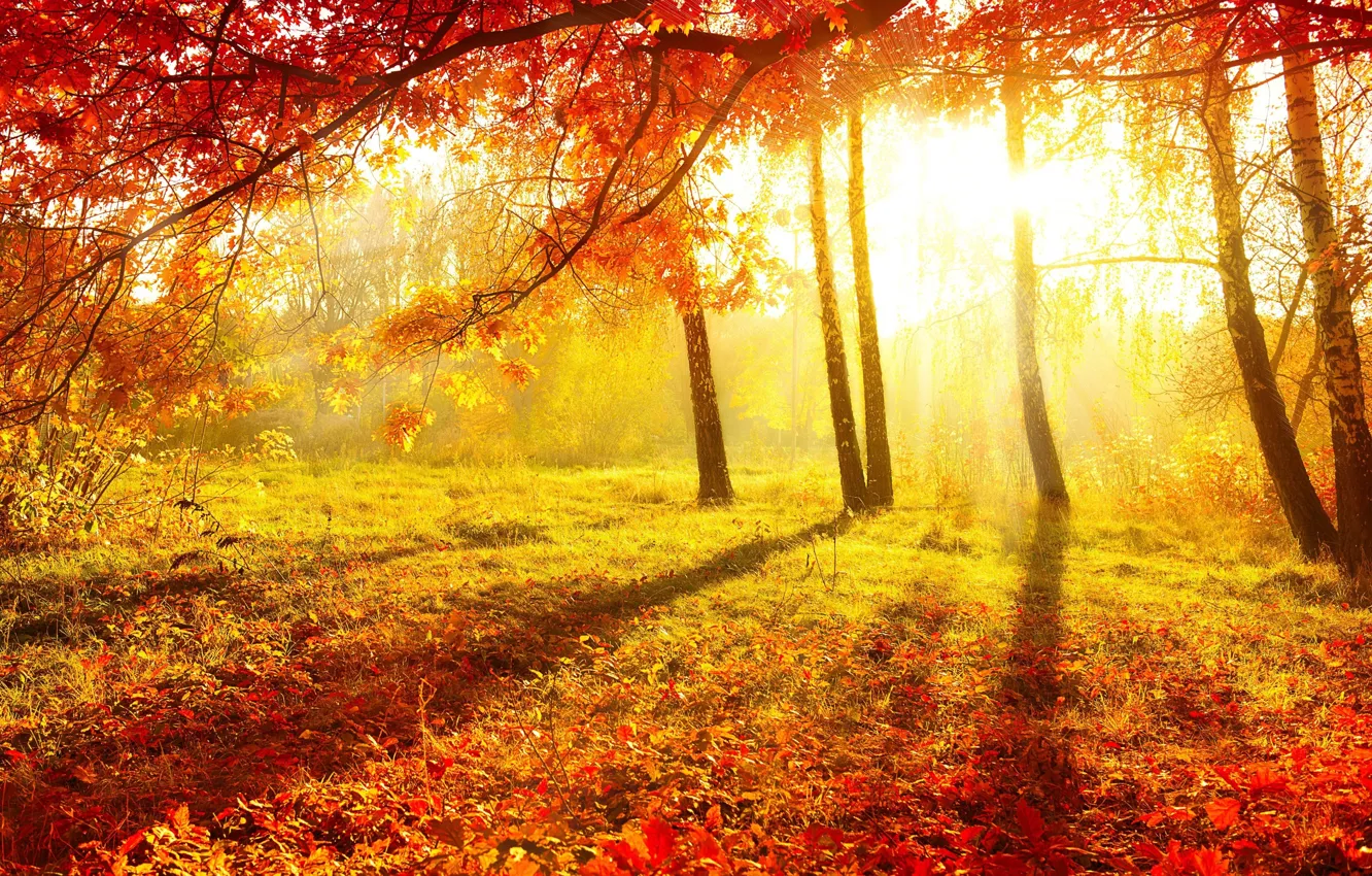 Фото обои осень, листья, деревья, природа, утро, красиво, берёзы, желтый фон