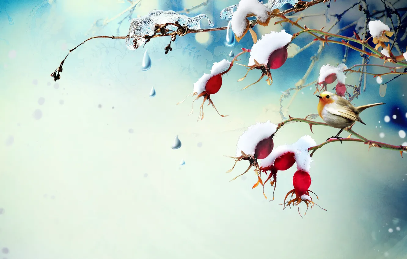 Фото обои капли, снег, ветки, ягоды, лёд, шиповник, птичка