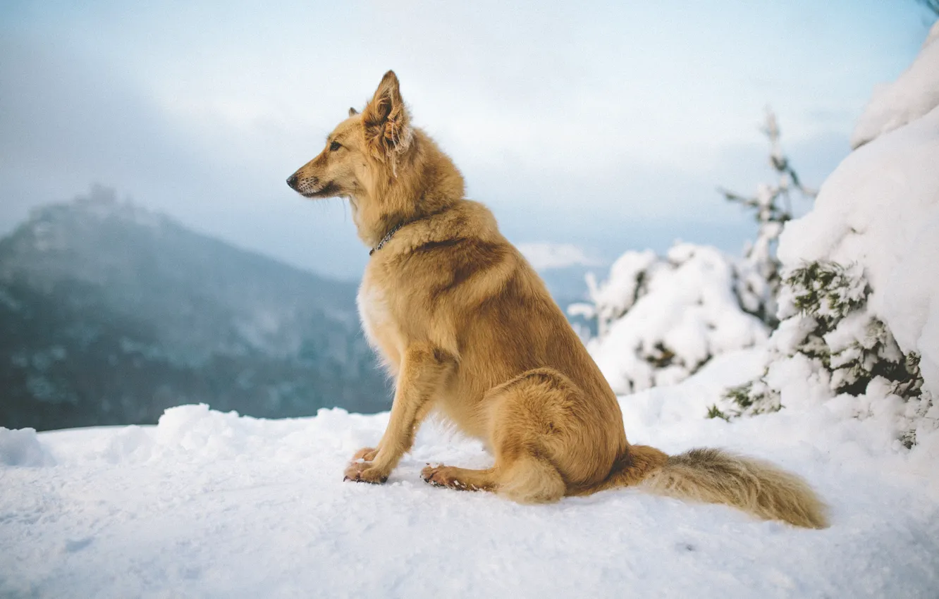 Фото обои зима, снег, горы, собака