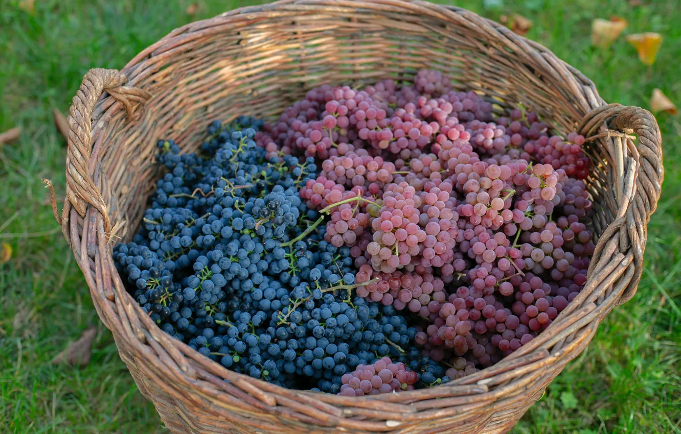 Фото обои синий, розовый, корзина, поляна, сад, урожай, виноград, много