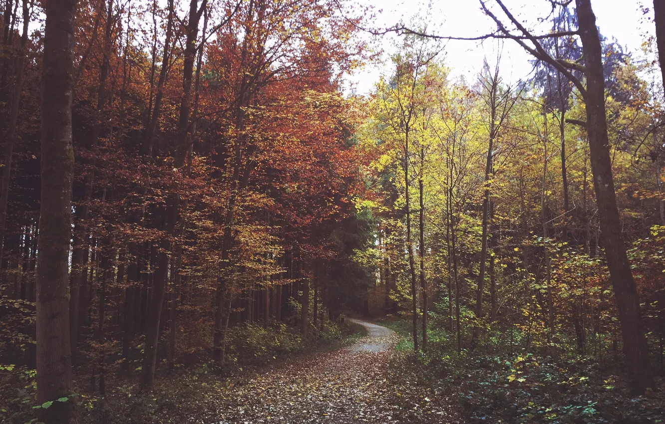 Фото обои зелень, осень, лес, листья, ветки, дорожка