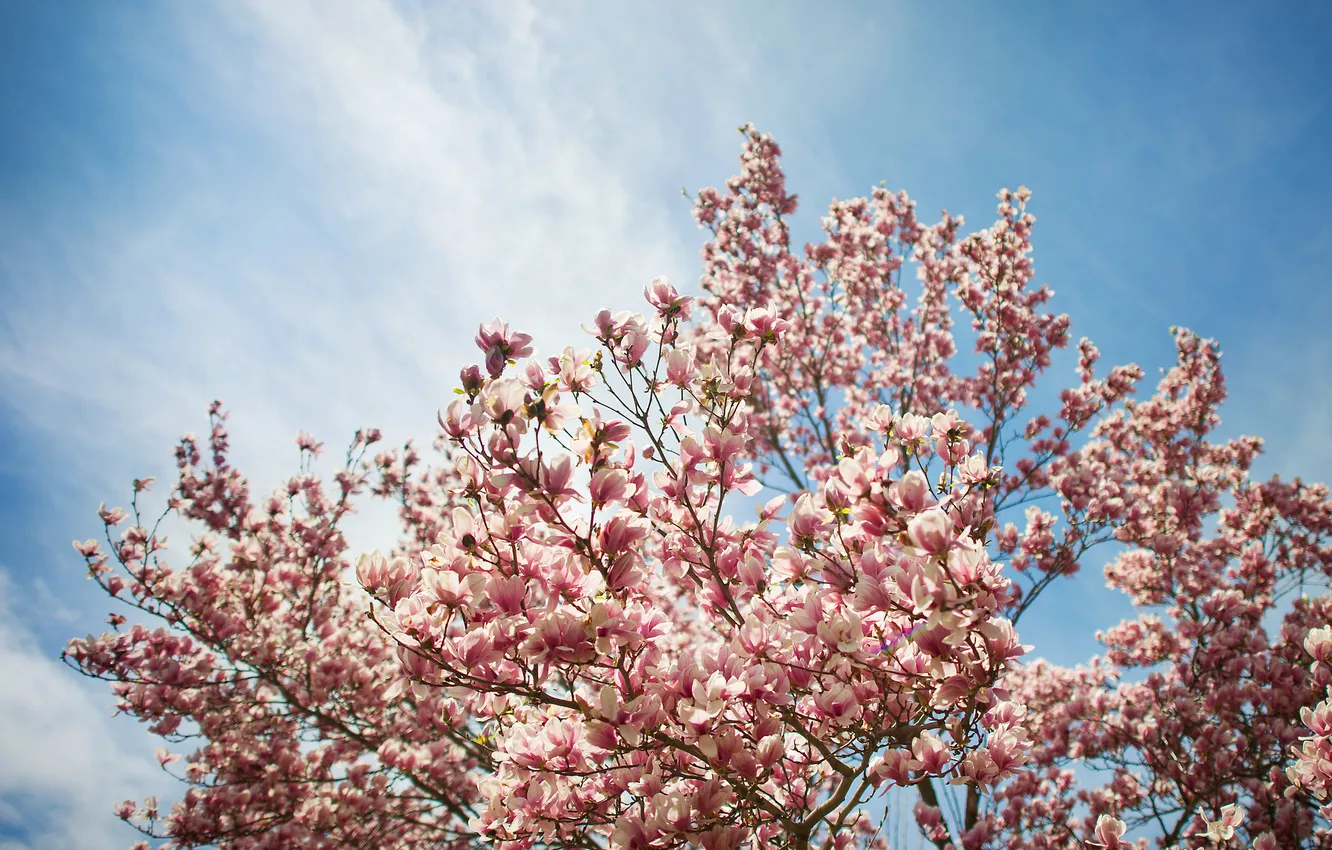 Фото обои цветы, дерево, магнолия, тюльпановое дерево