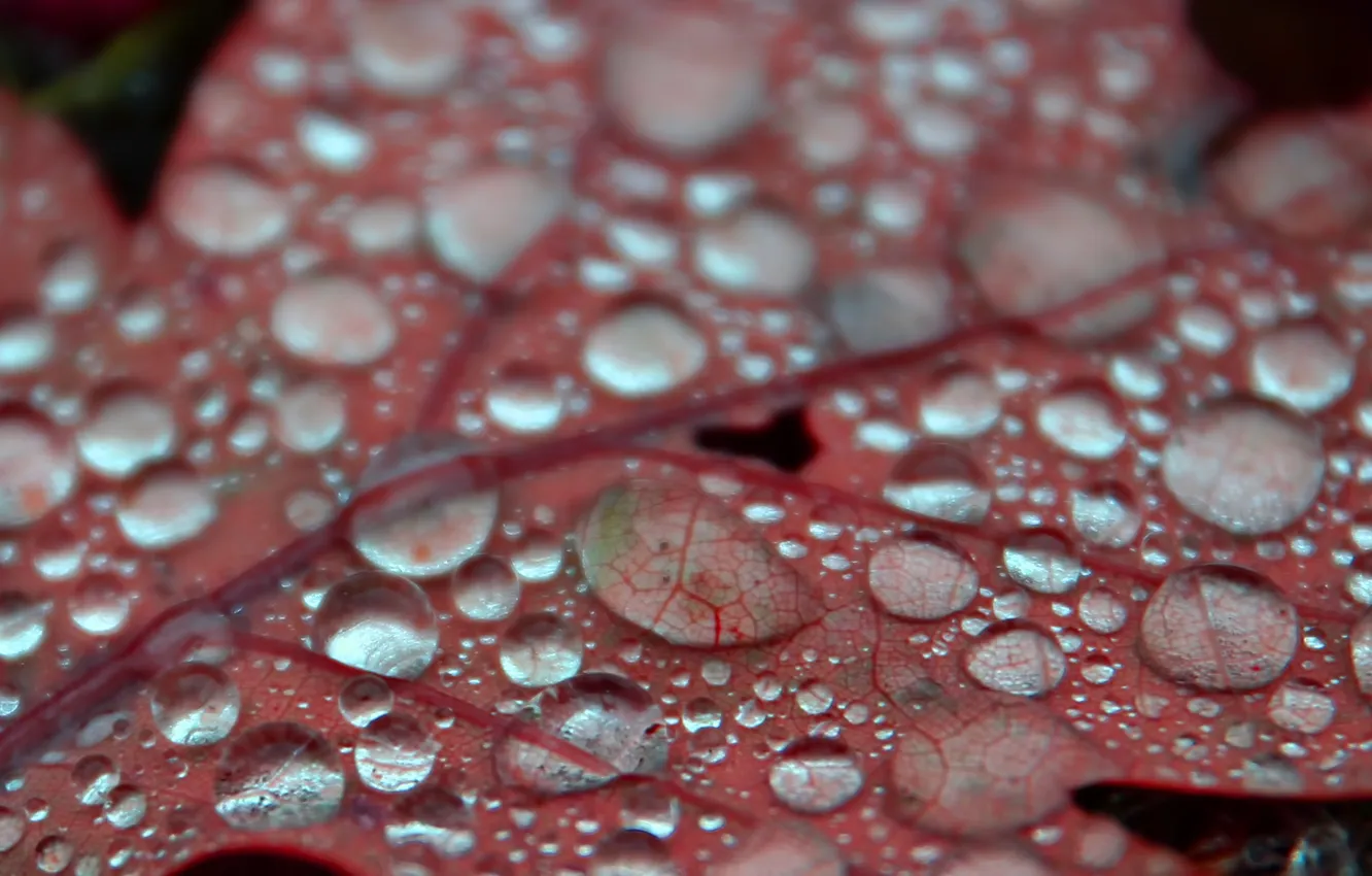 Фото обои осень, вода, макро, красный, роса, листок, близко