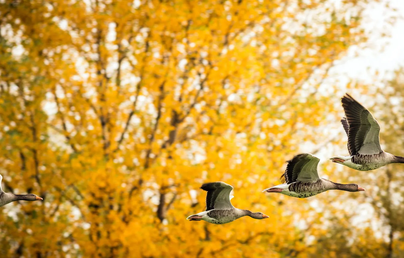 Фото обои осень, природа, утки