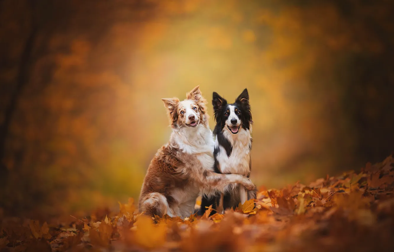 Фото обои осень, собаки, листья, фон, листва, парочка, друзья, две собаки